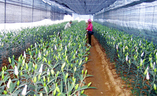 Picture 1 of Phu Tho: Successful cloning of lily flowers