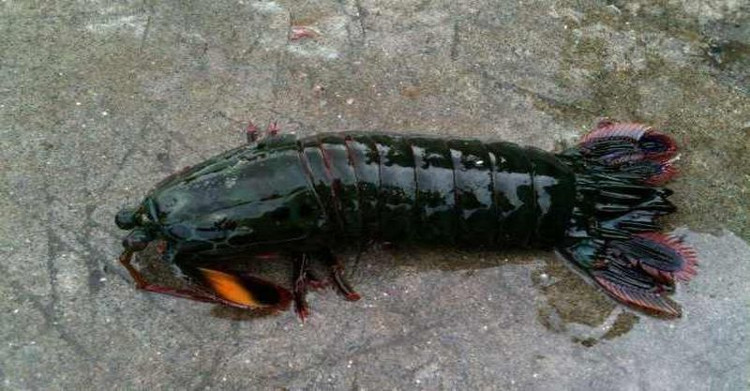 Picture 1 of Pick up strange shrimps, bring them to feed and bitterness