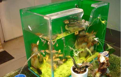 Picture 2 of Pick up strange shrimps, bring them to feed and bitterness