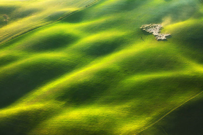 Picture 1 of Picture of beautiful flock of sheep from above