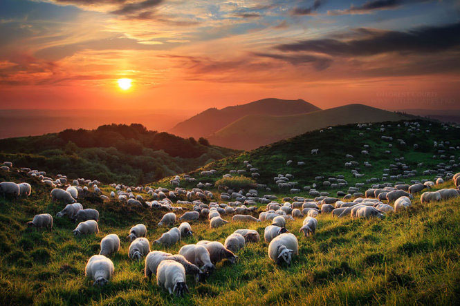 Picture 10 of Picture of beautiful flock of sheep from above
