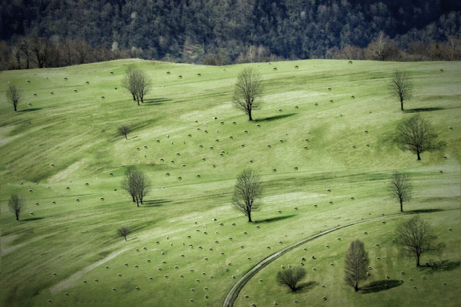 Picture 11 of Picture of beautiful flock of sheep from above