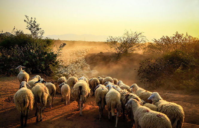Picture 12 of Picture of beautiful flock of sheep from above