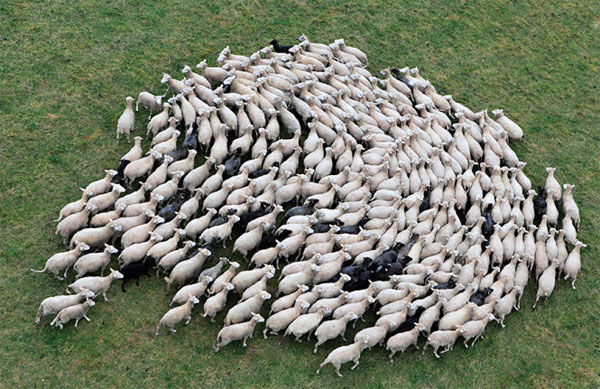 Picture 13 of Picture of beautiful flock of sheep from above