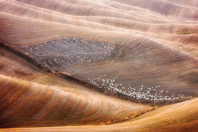 Picture 14 of Picture of beautiful flock of sheep from above