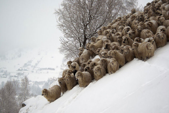Picture 15 of Picture of beautiful flock of sheep from above