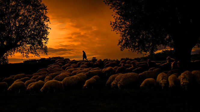 Picture 16 of Picture of beautiful flock of sheep from above