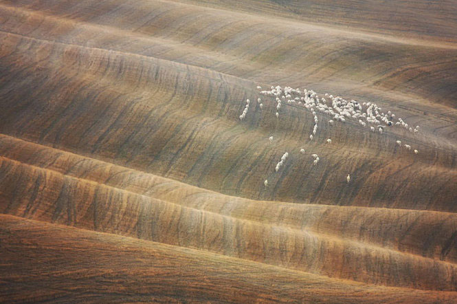 Picture 17 of Picture of beautiful flock of sheep from above