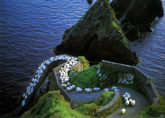 Picture 2 of Picture of beautiful flock of sheep from above