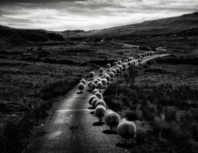 Picture 3 of Picture of beautiful flock of sheep from above