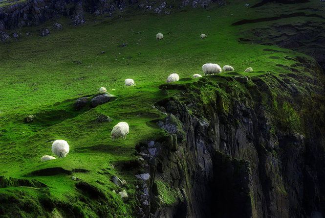 Picture 4 of Picture of beautiful flock of sheep from above