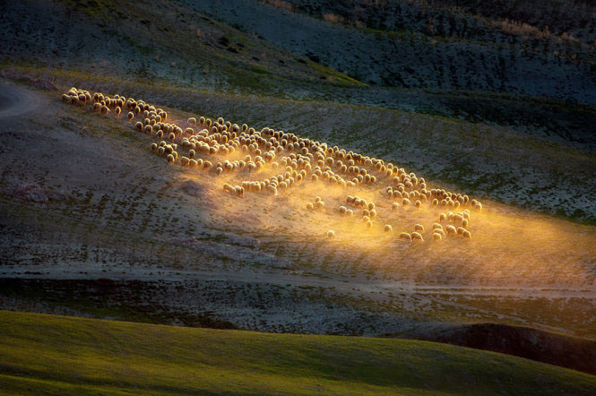 Picture 5 of Picture of beautiful flock of sheep from above