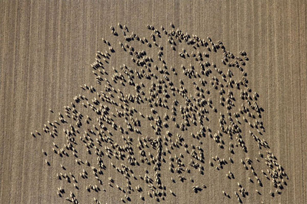 Picture 6 of Picture of beautiful flock of sheep from above