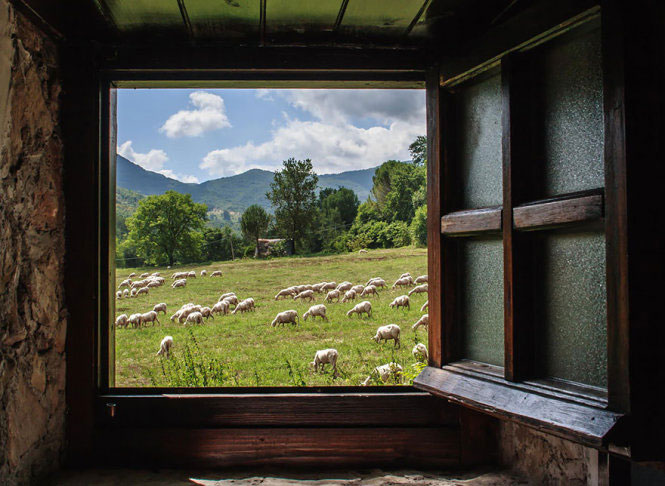 Picture 7 of Picture of beautiful flock of sheep from above