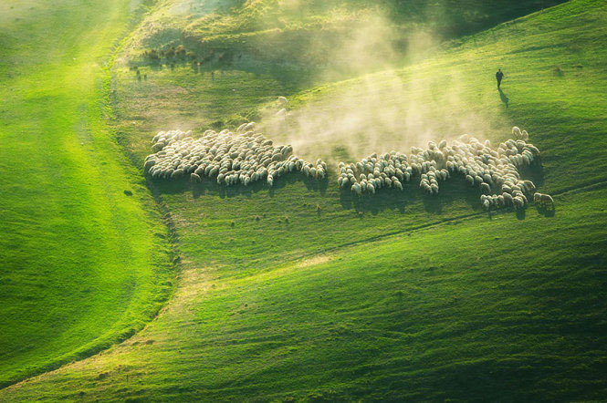 Picture 9 of Picture of beautiful flock of sheep from above