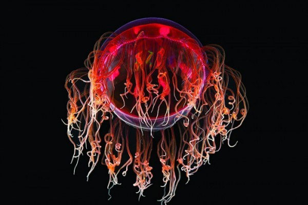 Picture 2 of Pictures of sea creatures