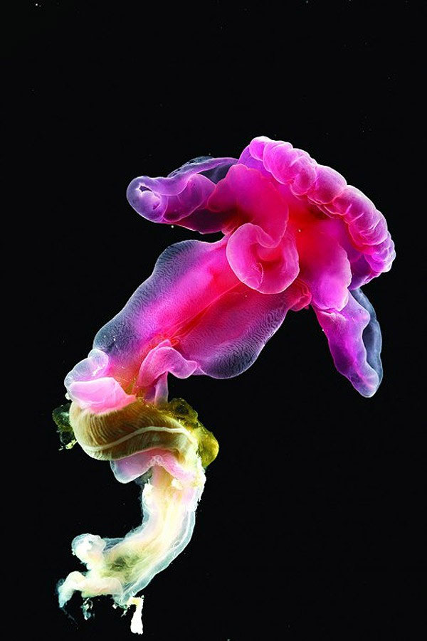 Picture 3 of Pictures of sea creatures