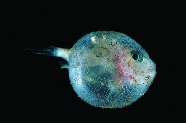 Picture 4 of Pictures of sea creatures