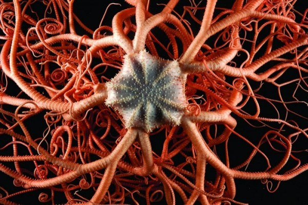 Picture 5 of Pictures of sea creatures