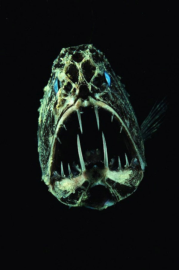 Picture 6 of Pictures of sea creatures
