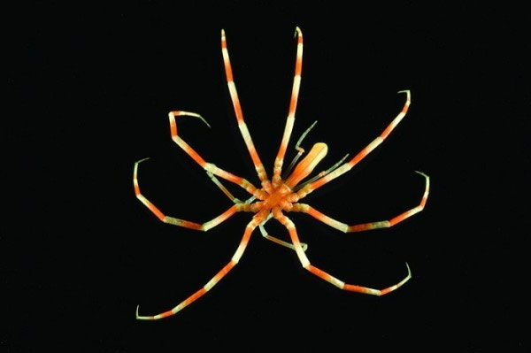 Picture 7 of Pictures of sea creatures