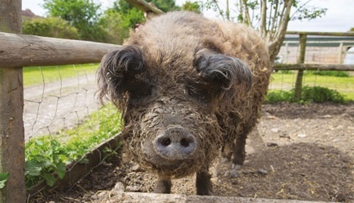 Picture 1 of 'Pig boiled sheep' three times out of the slaughterhouse