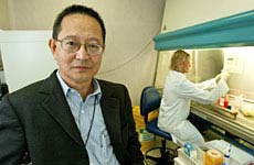Picture 2 of Pig cell transplantation to treat diabetes