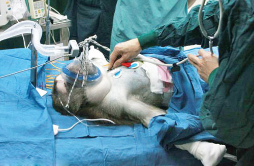 Picture 1 of Pig liver transplant for monkeys