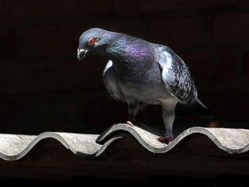 Picture 1 of Pigeon birds fly over the Pacific Ocean
