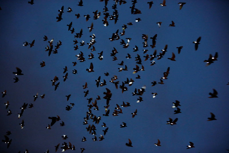 Picture 7 of Pigeons create meteor shower across New York