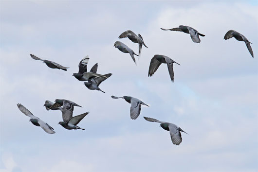 Picture 1 of Pigeons smell the air to find their way