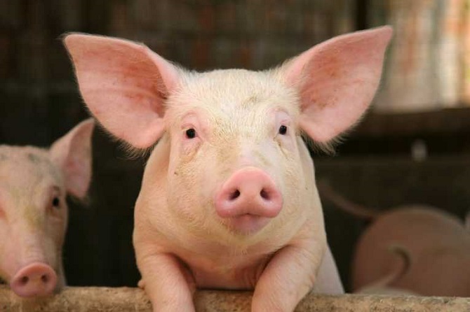 Picture 2 of Pigs are smarter than dogs and chimpanzees?