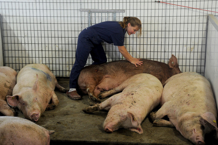 Picture 1 of Pigs are the happiest species?