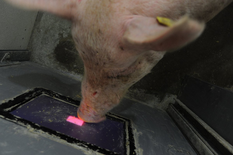 Picture 2 of Pigs are the happiest species?