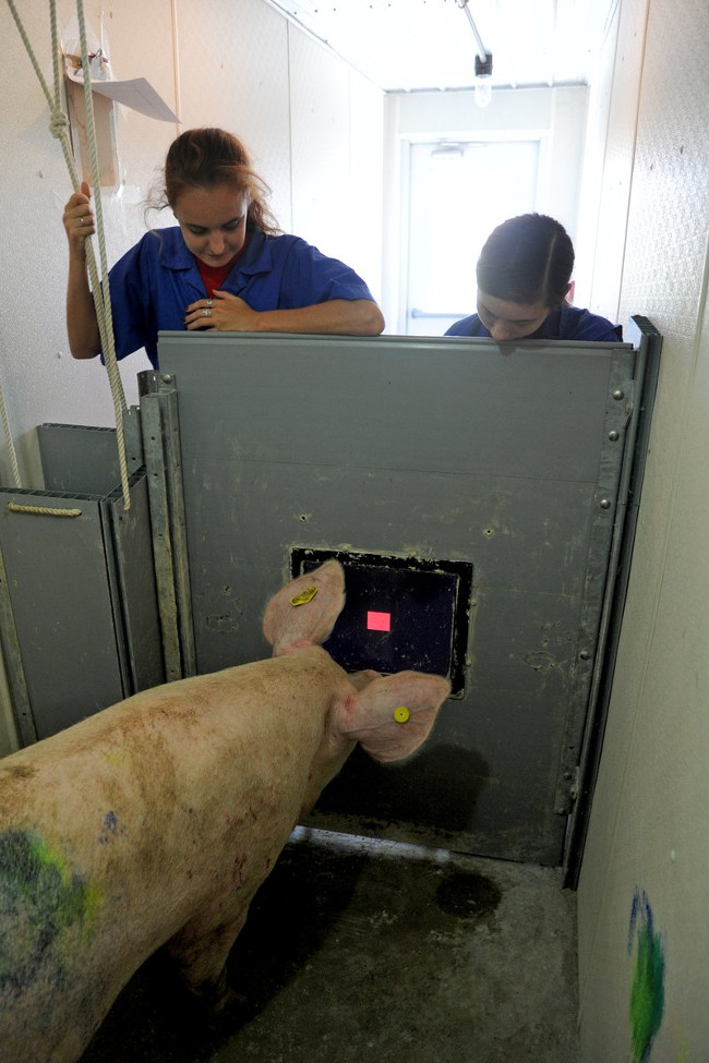 Picture 3 of Pigs are the happiest species?