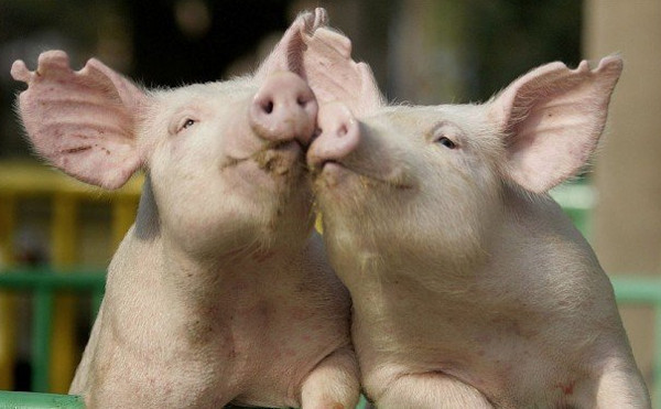 Picture 1 of Pigs can 'donate' to people