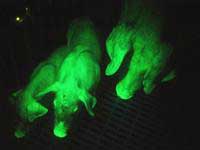 Picture 1 of Pigs glow fluorescent