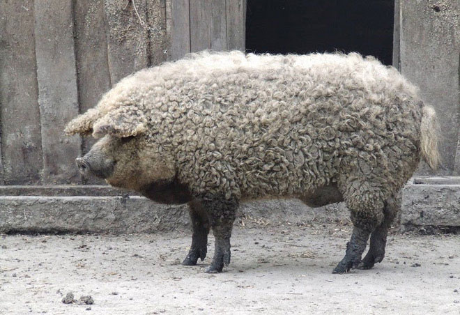Picture 1 of Pigs have fur like sheep