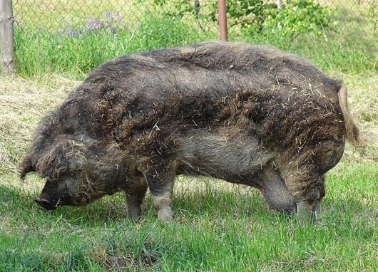 Picture 2 of Pigs have fur like sheep