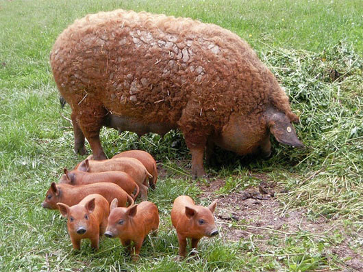 Picture 3 of Pigs have fur like sheep