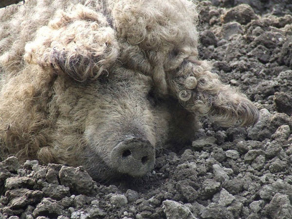 Picture 5 of Pigs have fur like sheep