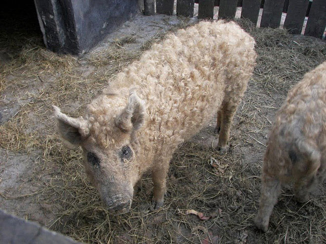 Picture 7 of Pigs have fur like sheep