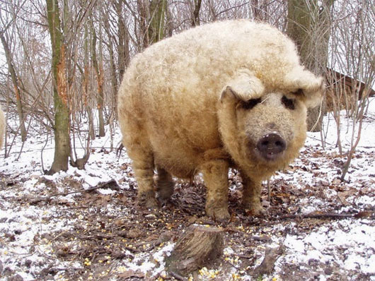 Picture 8 of Pigs have fur like sheep