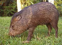 Picture 1 of Pigs know to stay clean