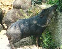 Picture 4 of Pigs know to stay clean