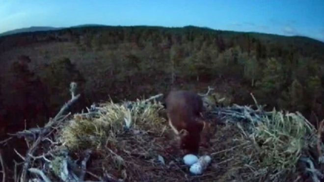 Picture 1 of Pine weasel climbed into the hawk's nest to steal eggs