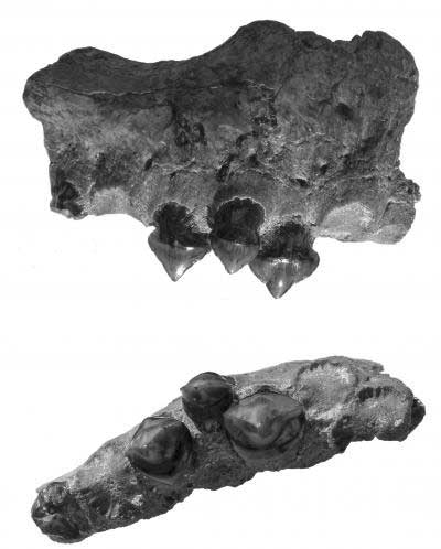 Picture 2 of Piranha fossil is 3 feet long