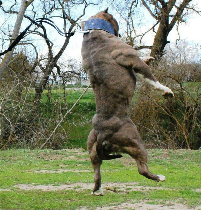 Picture 4 of Pitbull's terrifying ability: Jump higher than 4m, pull a car weighing 5 tons