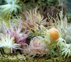 Picture 2 of Planet flowers