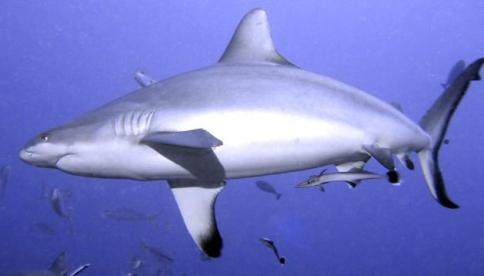 Picture 11 of Planning ocean protection